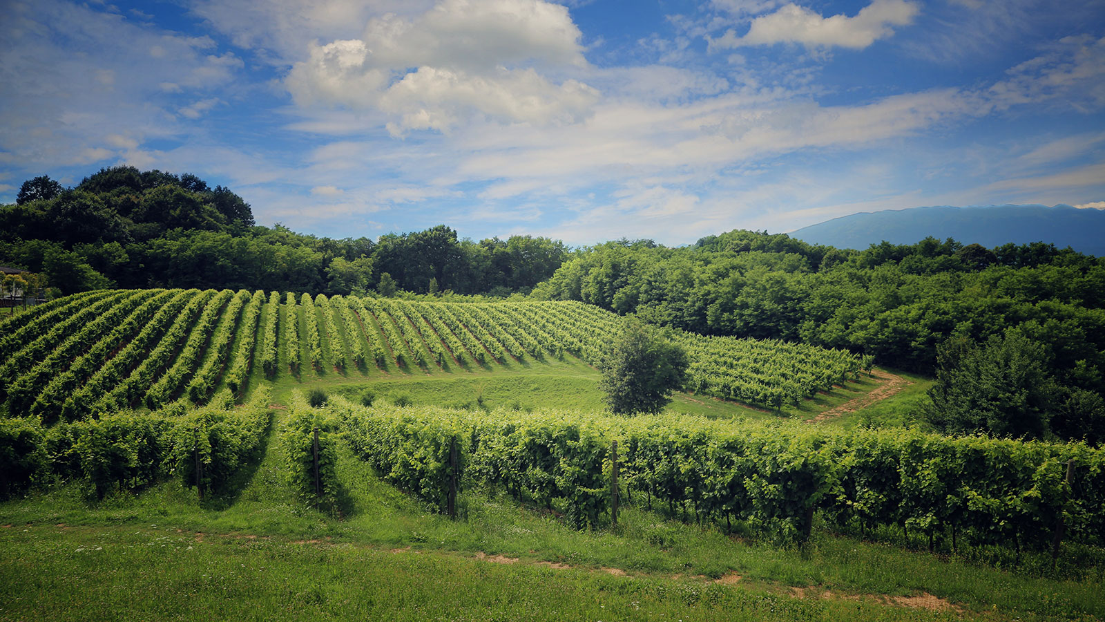 Tenuta Aria Valentina - Giusti Wine